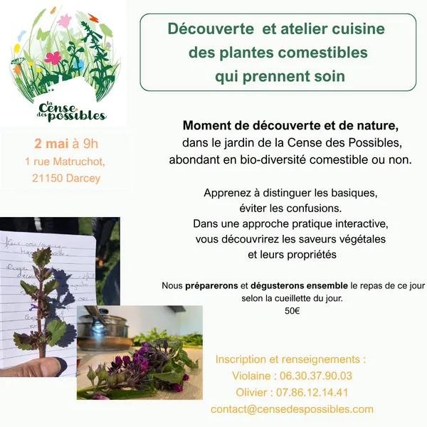 Découverte et atelier cuisine des plantes sauvages comestibles