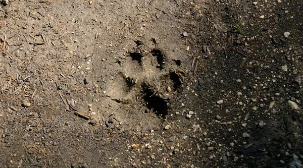 Sortie nature - Sur les traces de la faune sauvage