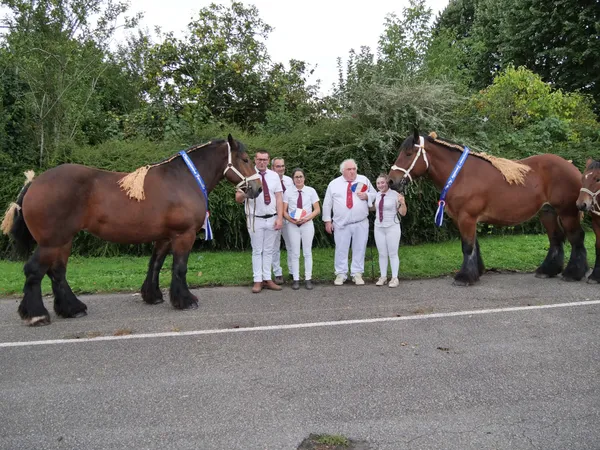 Concours National Cheval de Trait Auxois