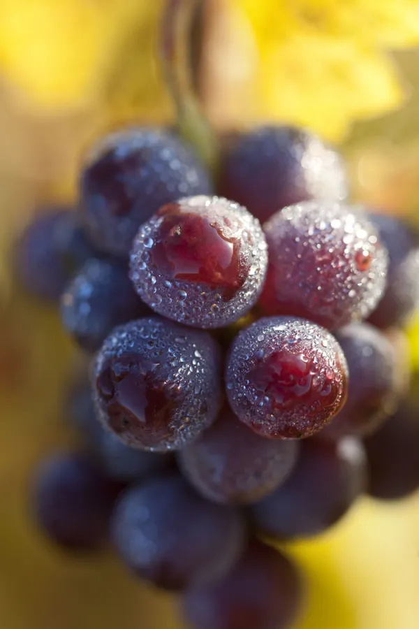Formule spéciale Fête des Vins à la Cité