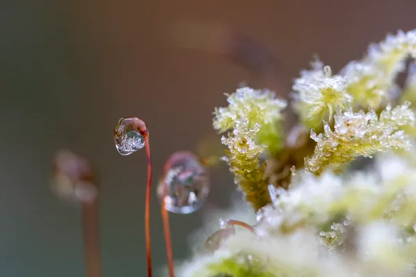 Écrire les sens au jardin : sixième sens