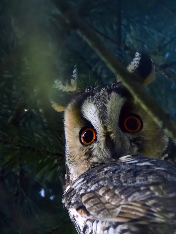 "Les ailes de la nuit" Parc national de forêts