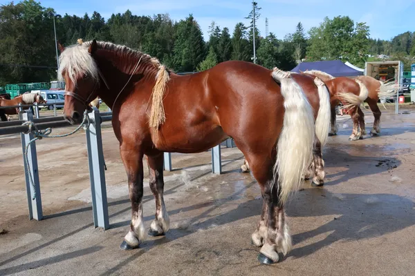 Le Cheval Comtois figure emblématique du Pays de Maîche