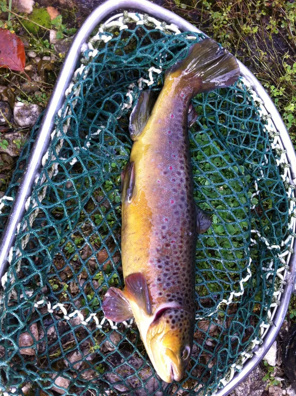 Pisciculture du Moulin de Pierre