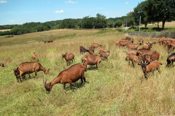 Visite de la Chèvrerie Bauduron