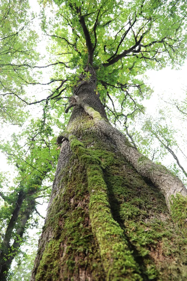 Sortie nature : Éloge de la biodiversité forestière