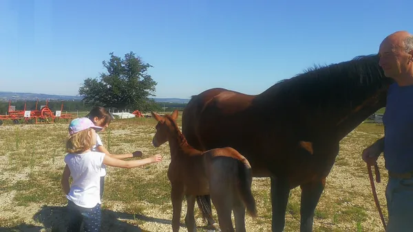 Visite de l'élevage de nos chevaux américains