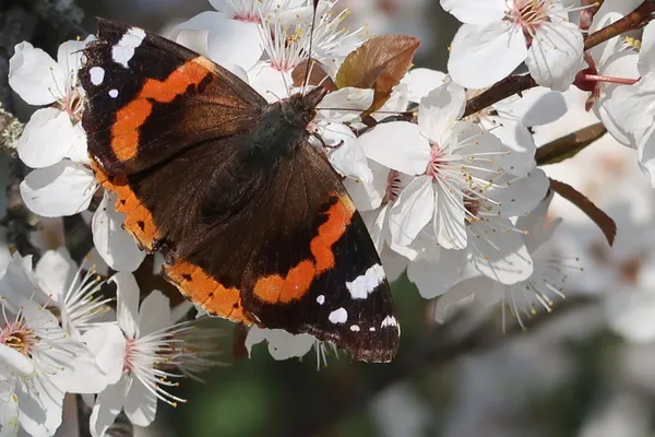 Sortie nature: découverte de la faune et de la flore