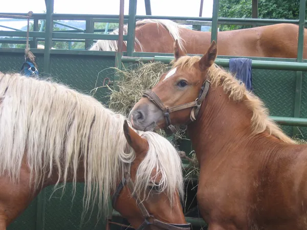 Concours du Cheval Comtois
