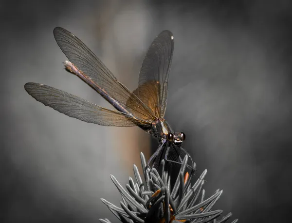 Exposition - Battre des ailes  Millot karine