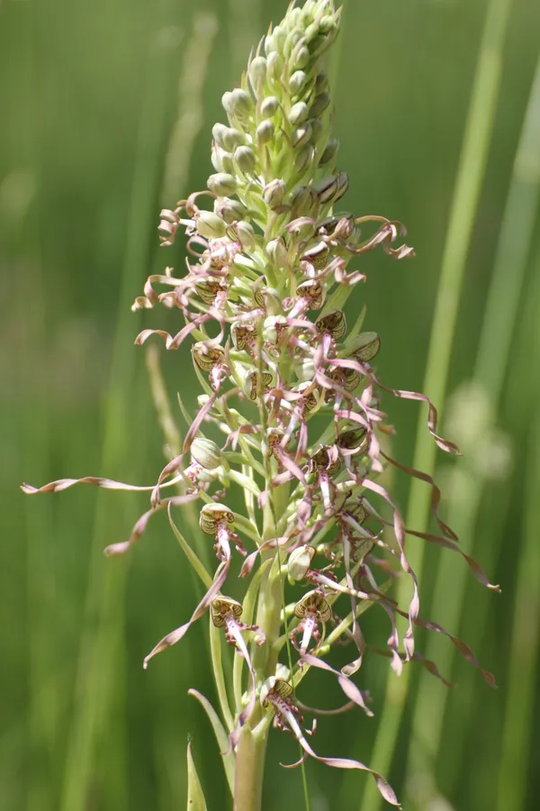 Sortie Nature : Sauvages orchidées
