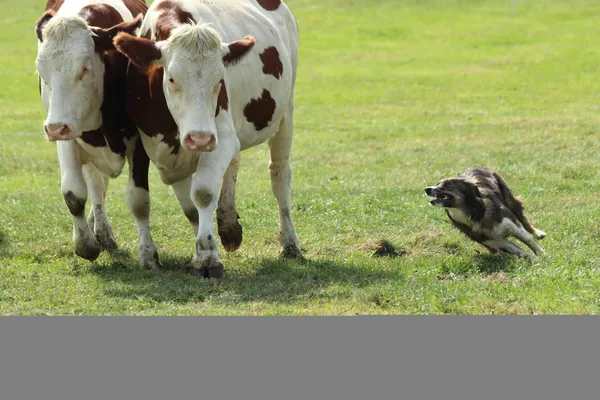 Championnat de France chiens de troupeau sur bovins