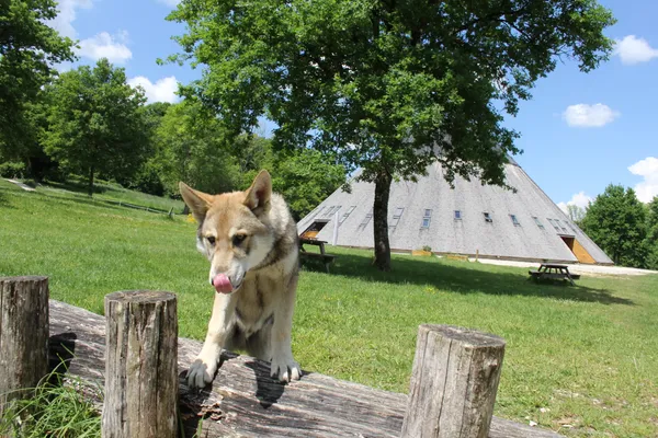 Animations Nature cet été !