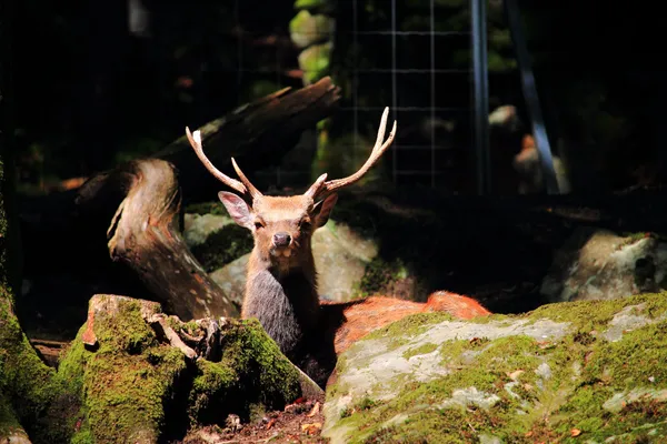 Visite : Les nocturnes du parc