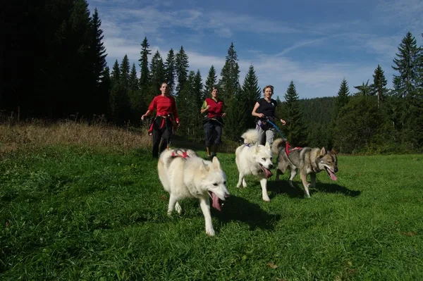 Initiation cani rando chiens de traineaux