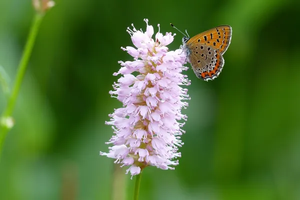 Balade à la découverte des insectes de la réserve