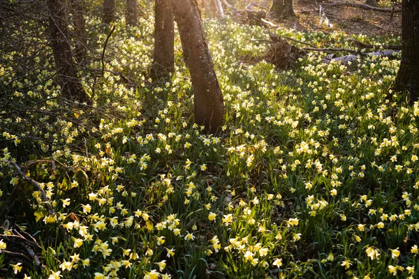 Fête des Jonquilles