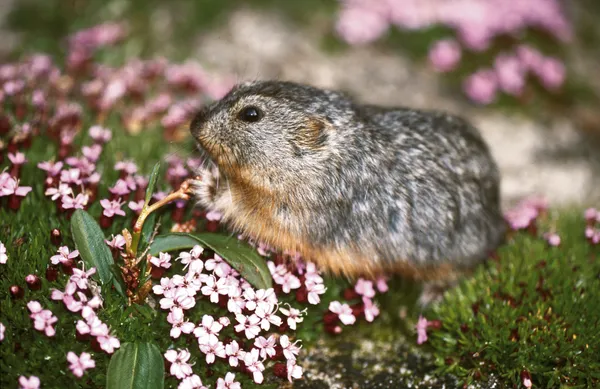 Docu givré « Le mystère des Lemmings »