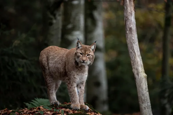 Journée internationale du lynx au Lab71