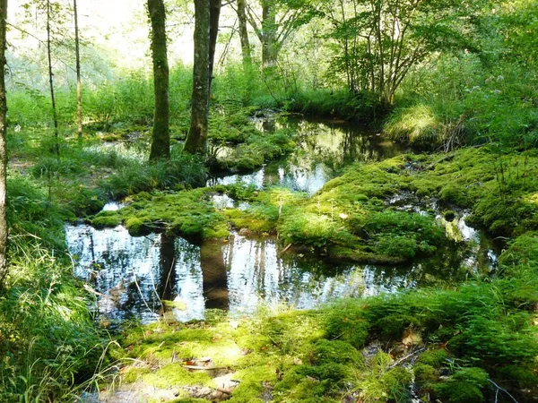 Secrets du Châtillonnais au Parc national de forêts