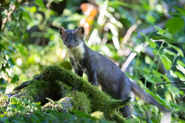 Randonnée : Approche matinale de la faune forestière