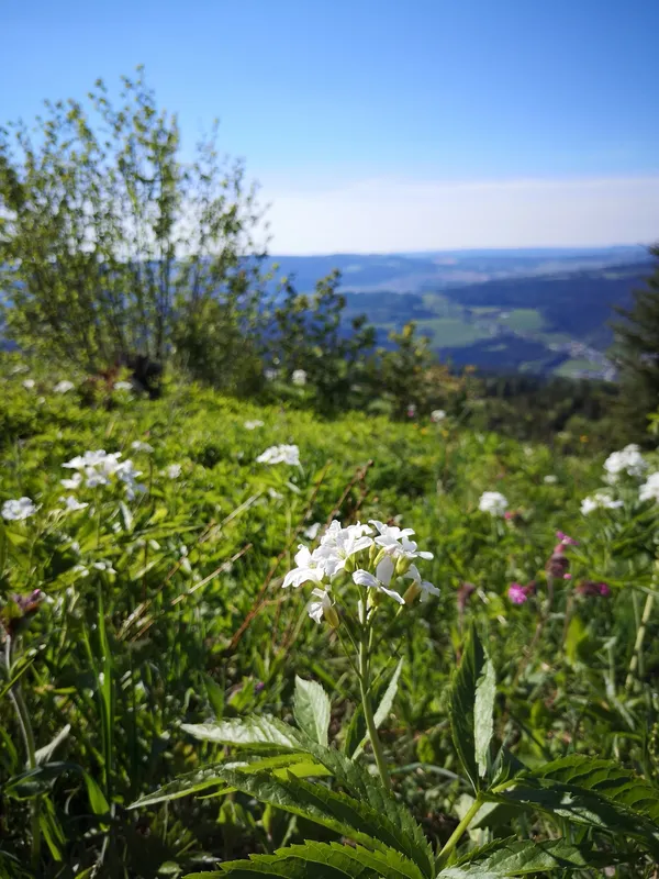 Sortie nature - découverte des plantes sauvages