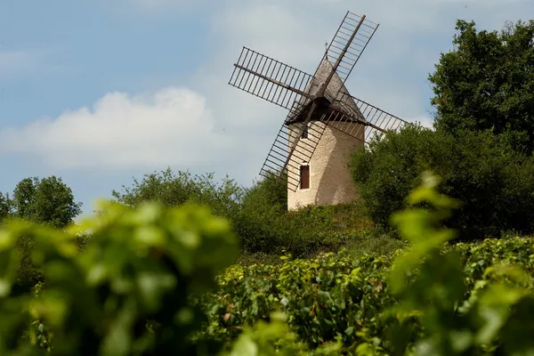 Visite - Un moulin dans les vignes