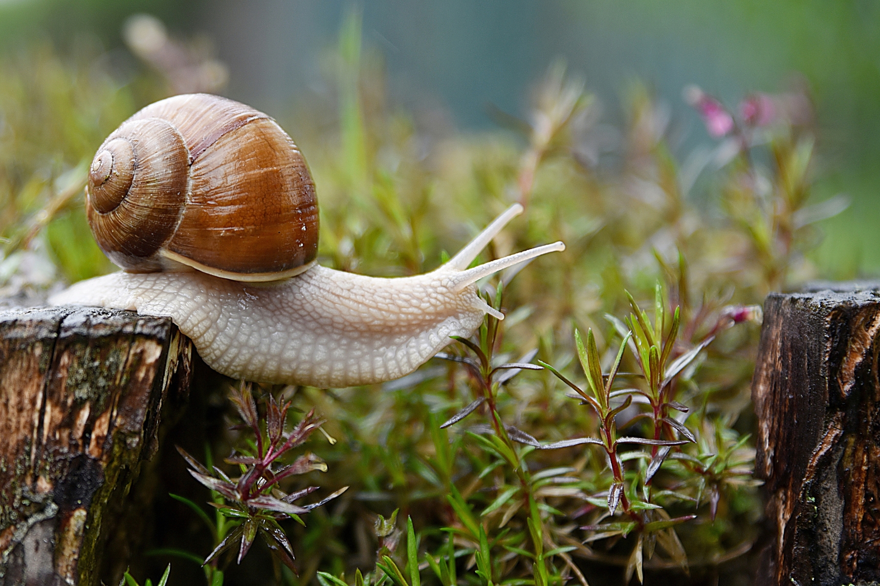 Opération escargots
