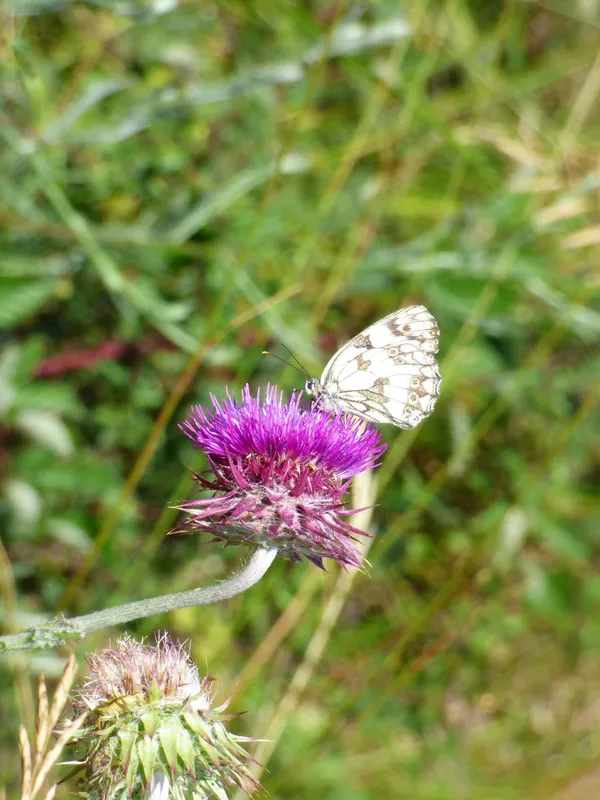 Le ballet des papillons