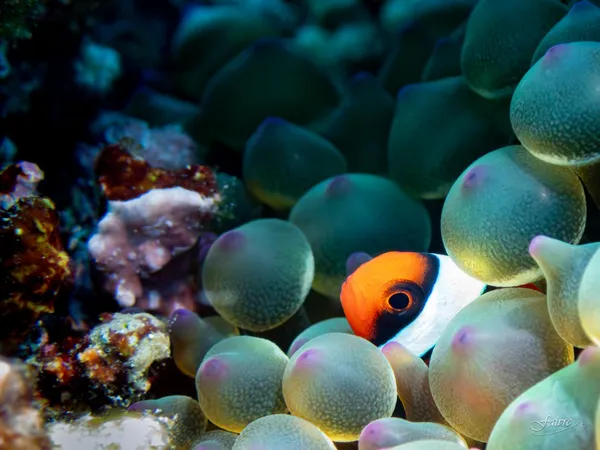 LES COULEURS DU JAPON - Un monde sous les vagues