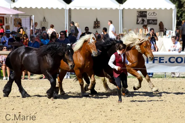 Spectacle de chevaux comtois