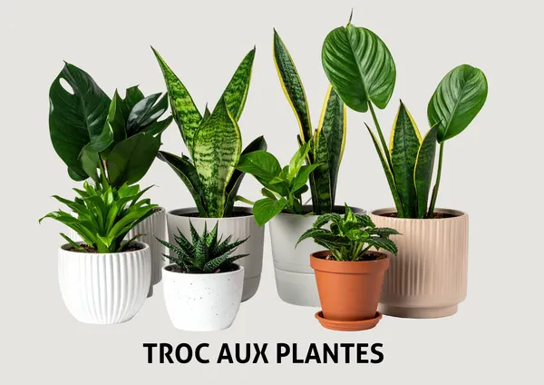 Troc plantes 