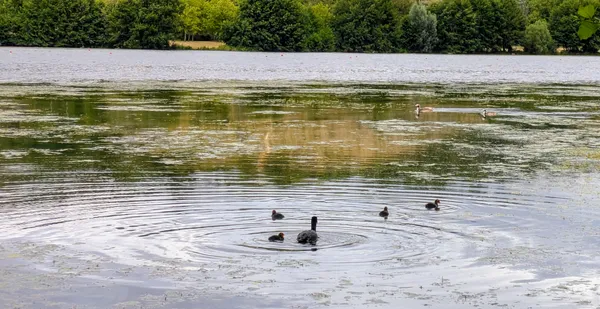 Les oiseaux d'eau amoureux