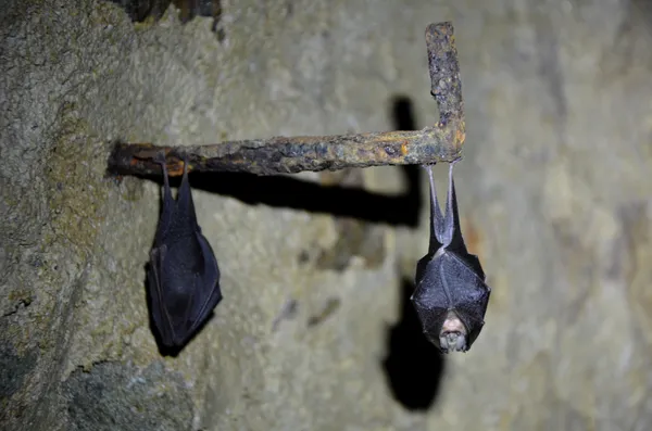 Nuit de la chauve-souris à Arnay le duc, Mercredi 1er juillet