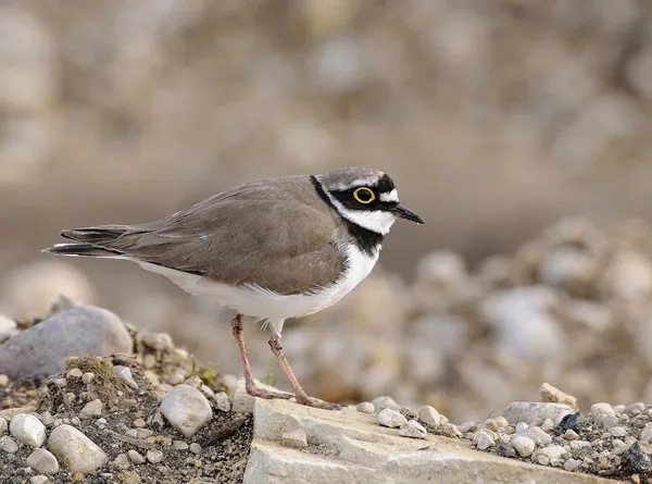 "Oiseaux nicheurs des grèves et îlots de la Loire"