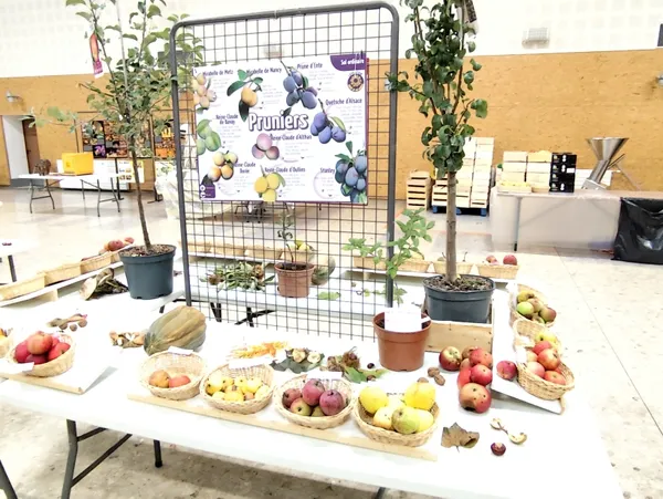 Fête de la pomme