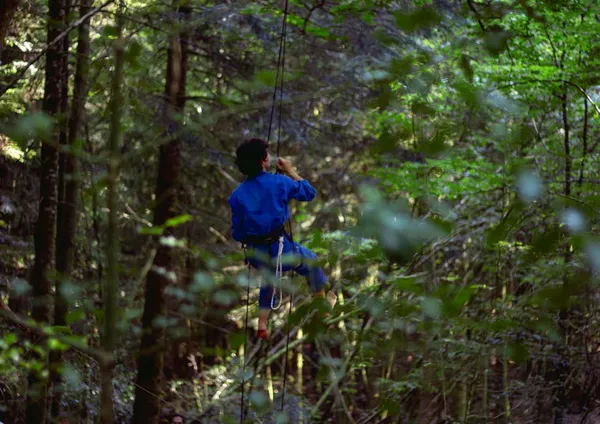 Plonger - Les Nuits des Forêts au Parc national de forêts
