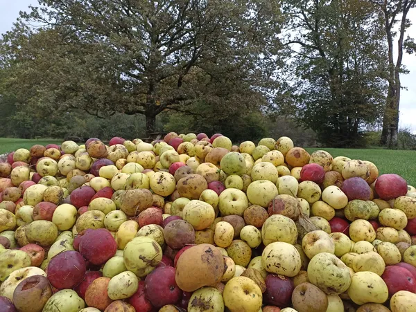 Pressage solidaire - Partageons nos fruitiers
