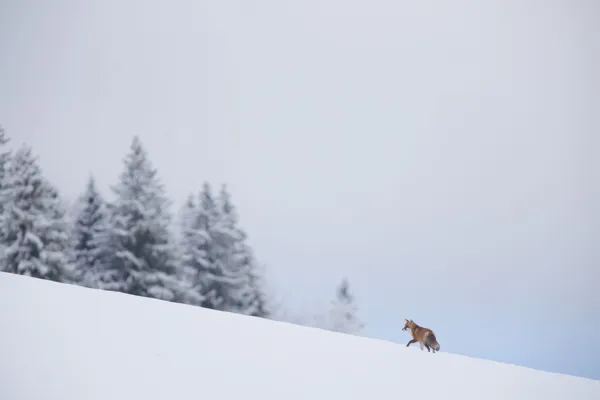 Projection animée de photos nature avec Julien Arbez