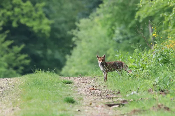 Promenade - Sur les traces et indices de la faune sauvage