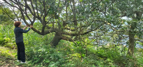 Qi Gong en compagnie des arbres