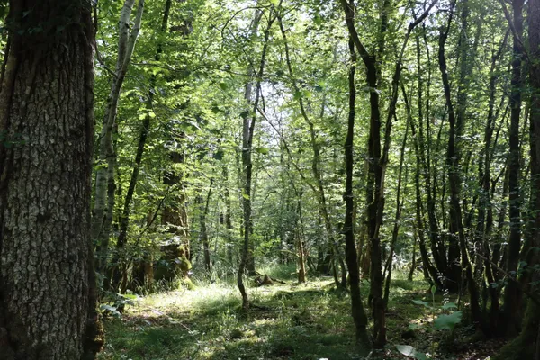 Média additionnel 1