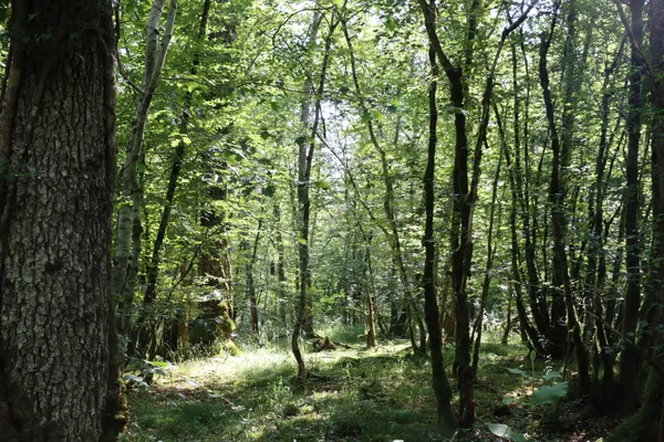 Quand la forêt s'éveille... au Parc national de forêts
