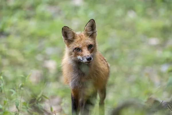 Jeu de piste sur la biodiversité forestière au Parc national de forêts