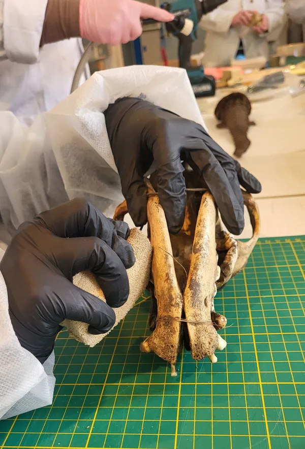 La conservation préventive des collections patrimoniales (Conférence - Fête de la Science 2026)