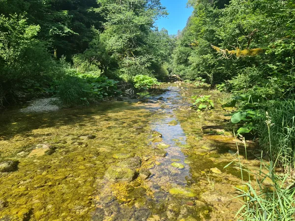 Rivières sauvages : découvrir et protéger la biodiversité