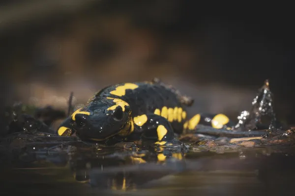 Qui vit dans nos rivières ? au Parc national de forêts