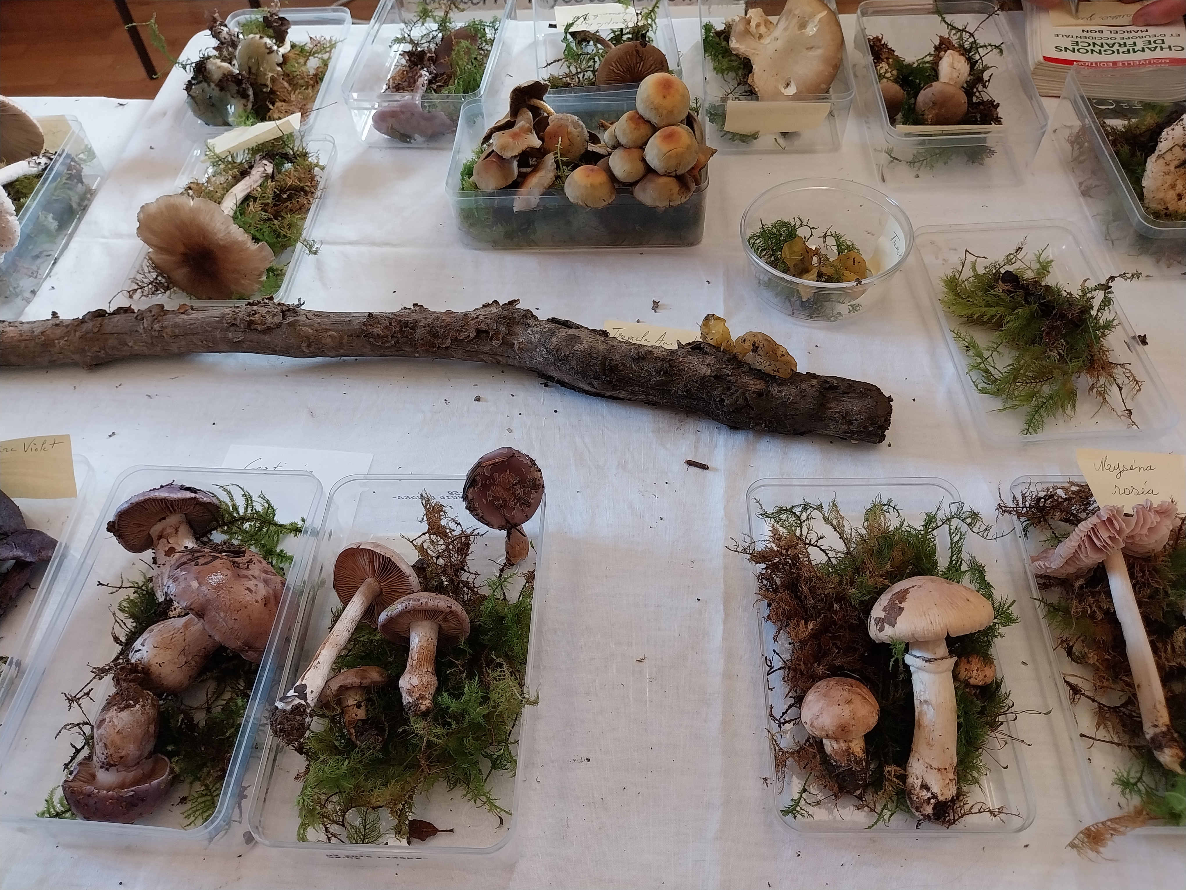 Ateliers famille "Les champignons en question "