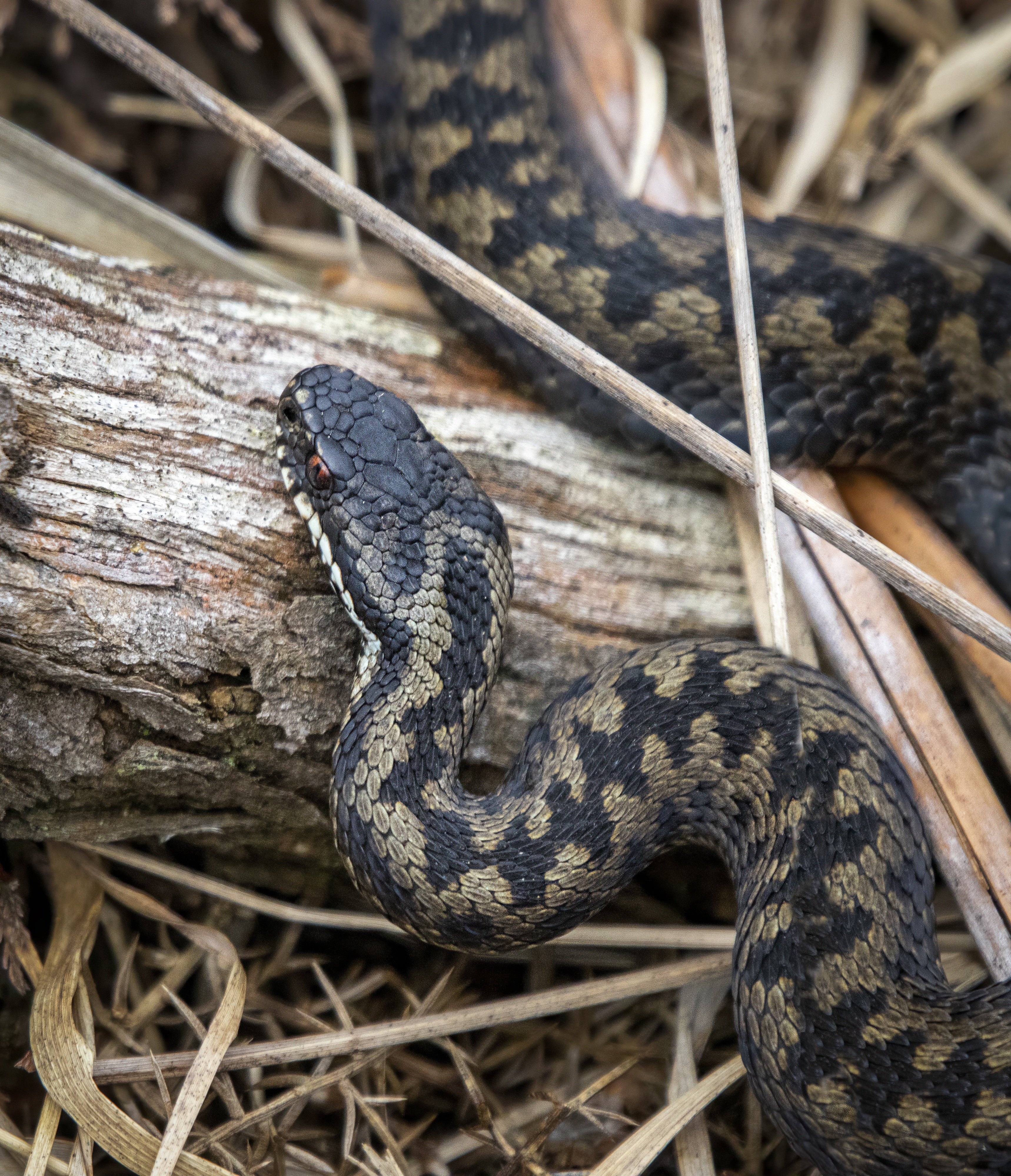 Conférence — Serpents : entre mythes et réalités