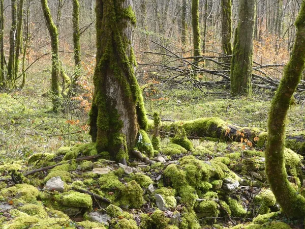 Inauguration du GR de Pays Tour du Parc national de forêts "Le Chemin de la Belle étoile"